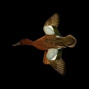 Mottled Duck Mounts, Drake & Hen Standing, Flying, Dead Mounts