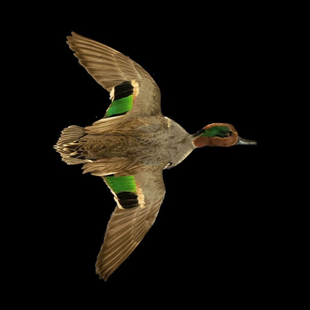 Green Wing Teal Duck Mount | Texas Waterfowl Taxidermy