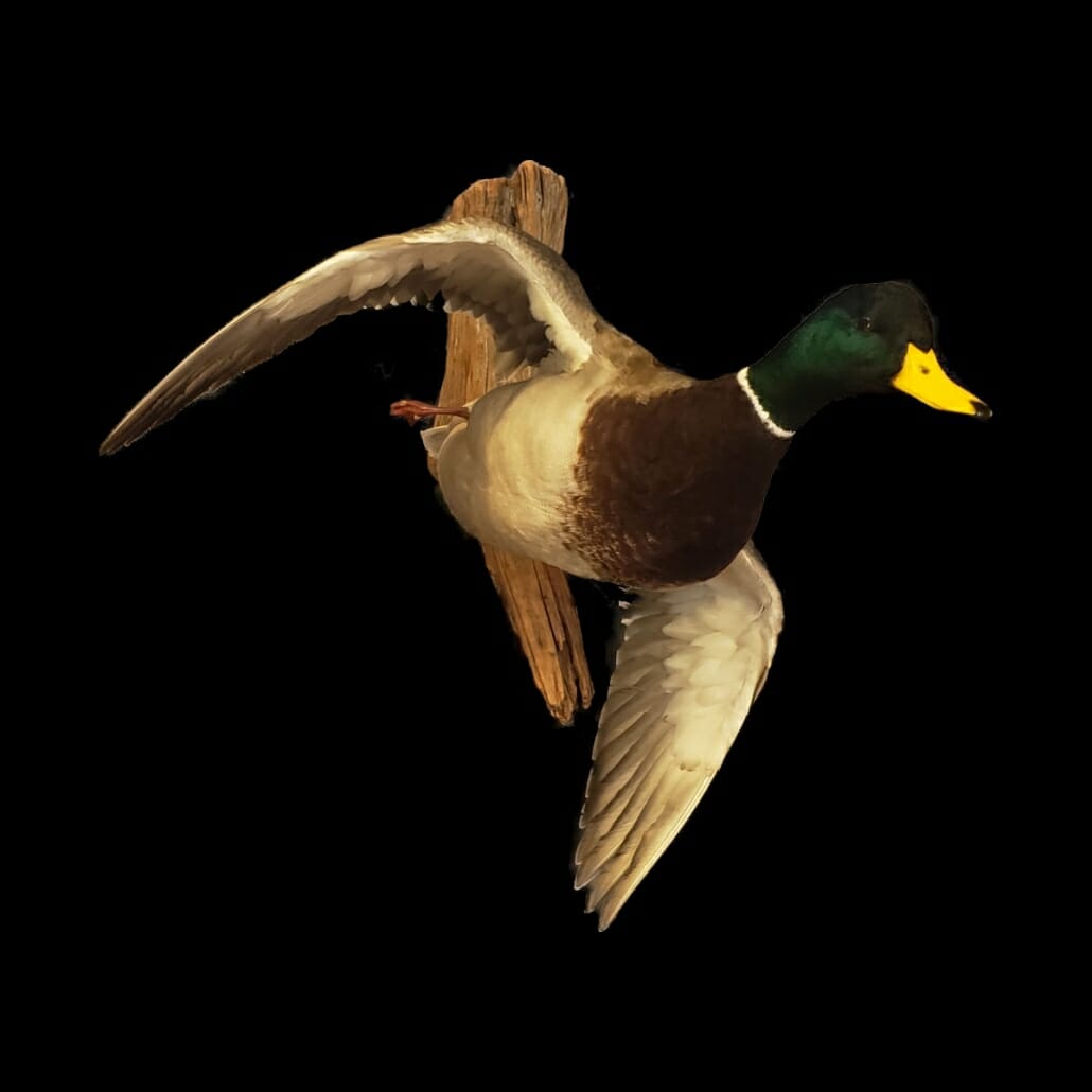 Mallard Duck Mount | Texas Waterfowl Taxidermy