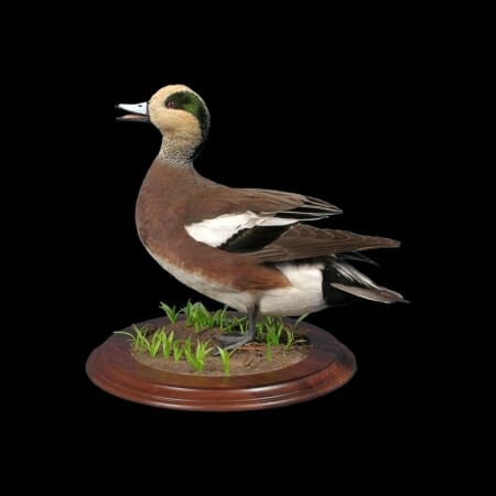 Mottled Duck Mounts, Drake & Hen Standing, Flying, Dead Mounts