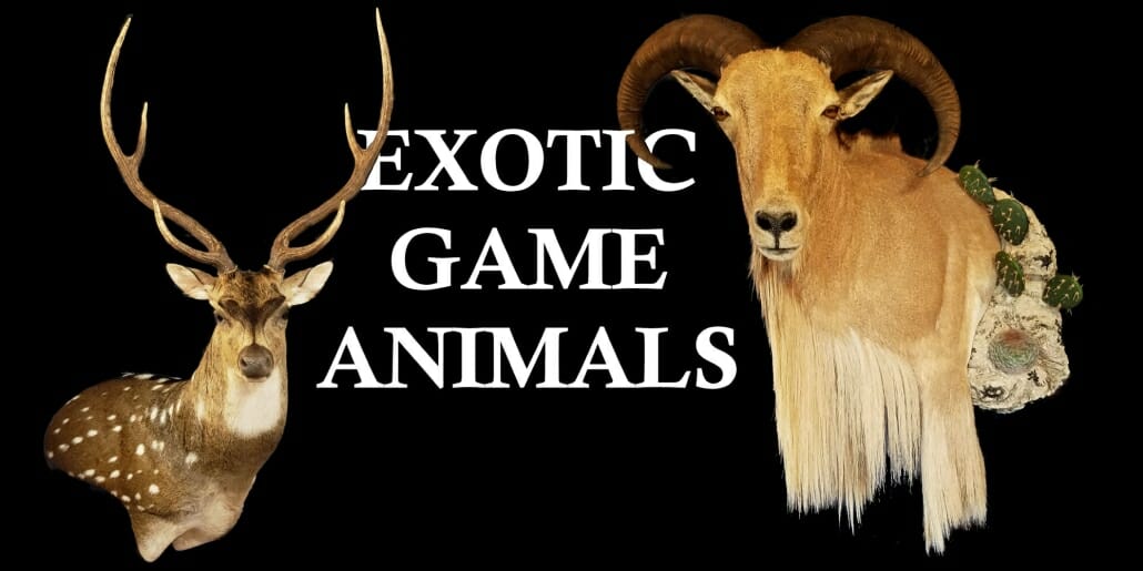 Exotic Taxidermy Prices | Texas Taxidermy Prices