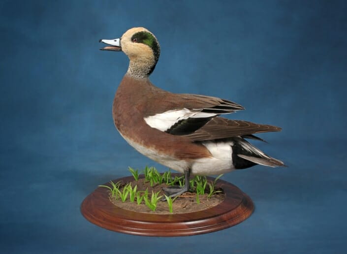 Storm Wigeon Mount | Puddle Duck Mounts | Texas Waterfowl Taxidermy