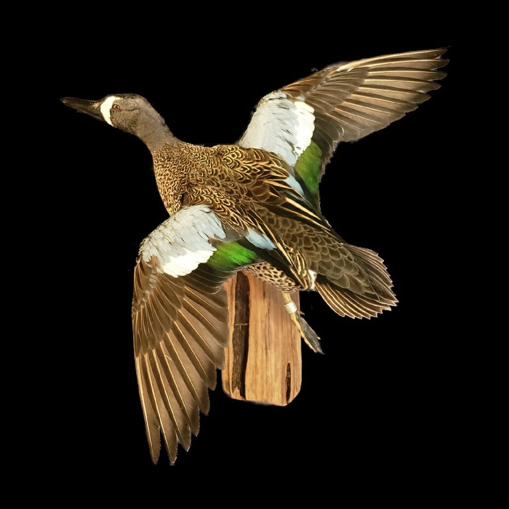 Blue Winged Teal Mount | Texas Waterfowl Taxidermy