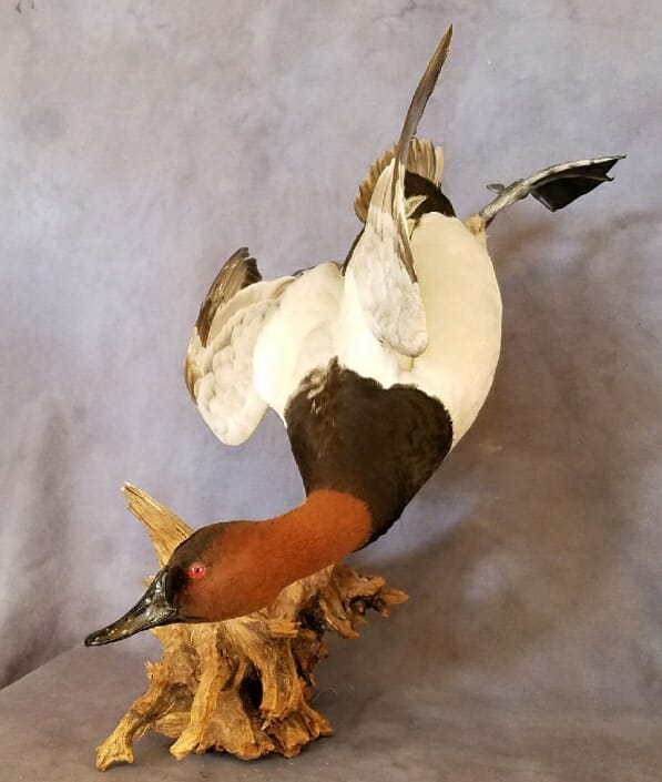 Canvasback Duck Mounts | Diver Duck Mounts | Texas Waterfowl Taxidermy