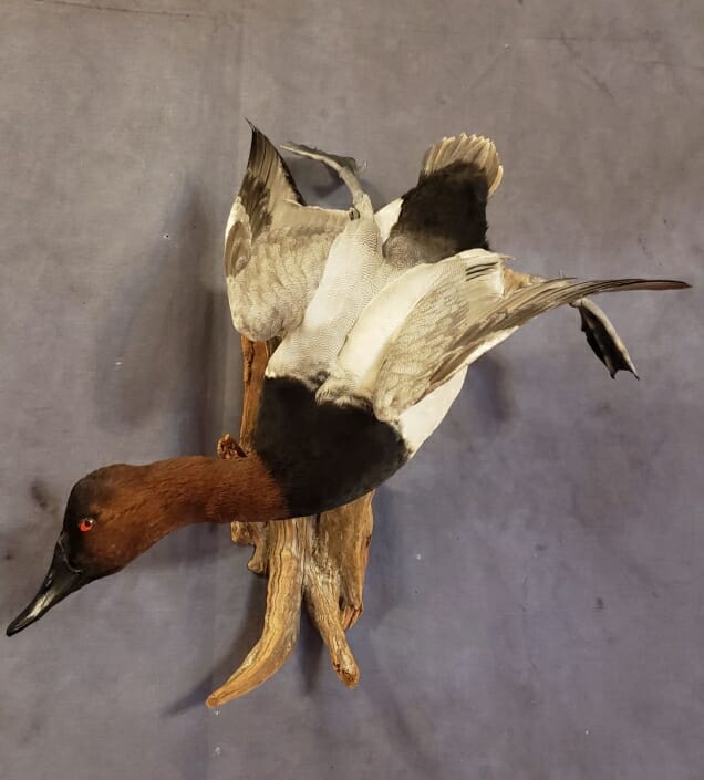 Canvasback Duck Mounts | Diver Duck Mounts | Texas Waterfowl Taxidermy