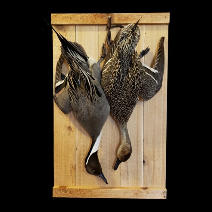 Dead Duck Mounts | Texas Waterfowl Taxidermy