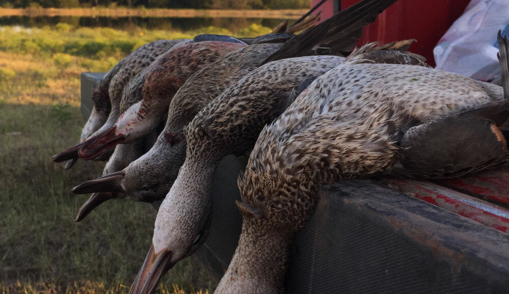 Duck Mounts | Field care tips for ensuring the best quality duck mounts.