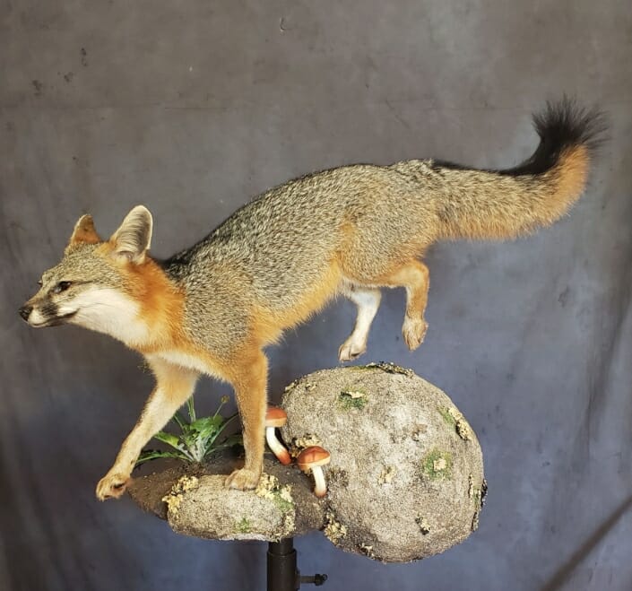 Life Size Fox Mount | Predator Mount | Predator Taxidermy | Texas Taxidermy Studio