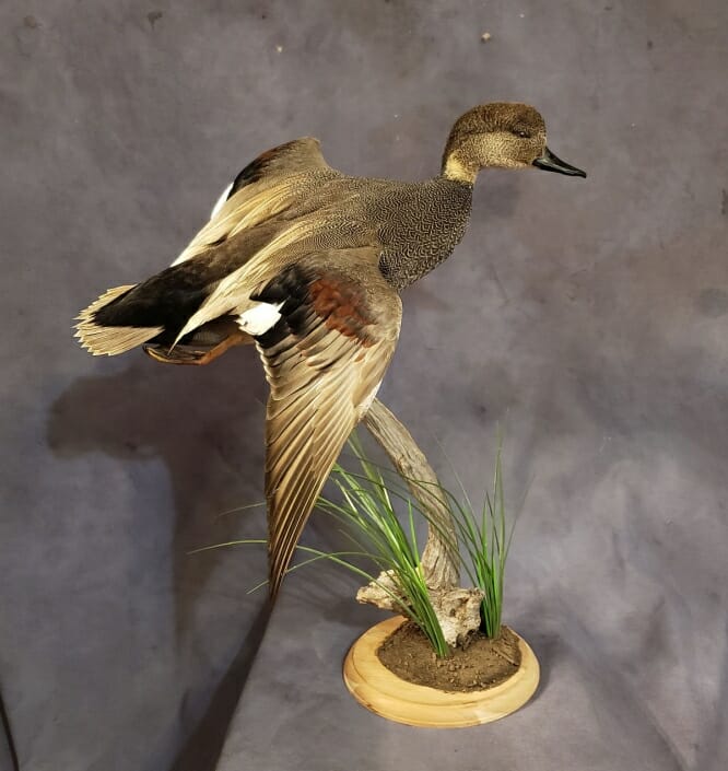 Gadwall Duck Mount | Puddle Duck Mounts | Texas Waterfowl Taxidermy
