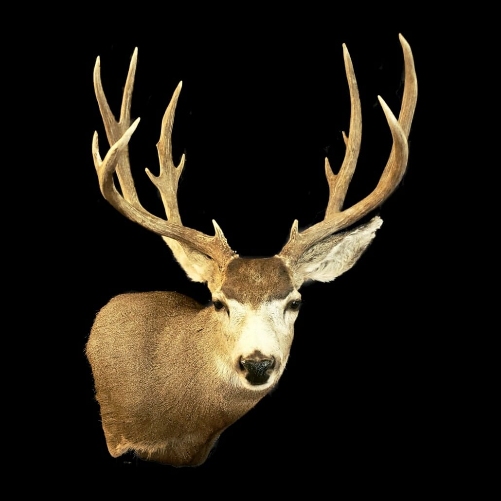 Mule Deer Shoulder Mount | Mule Deer Taxidermy | Texas Taxidermy Studio