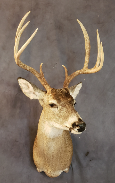 Whitetail Deer Shoulder Mounts | Big Game Taxidermy