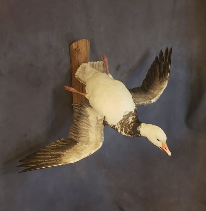 Snow Goose Mount | Goose Taxidermy | Texas Waterfowl Taxidermy