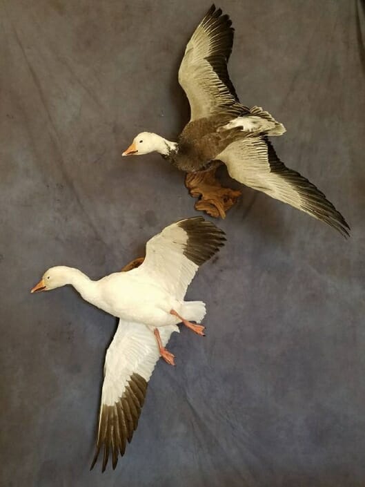 Snow Goose Mount | Goose Taxidermy | Texas Waterfowl Taxidermy