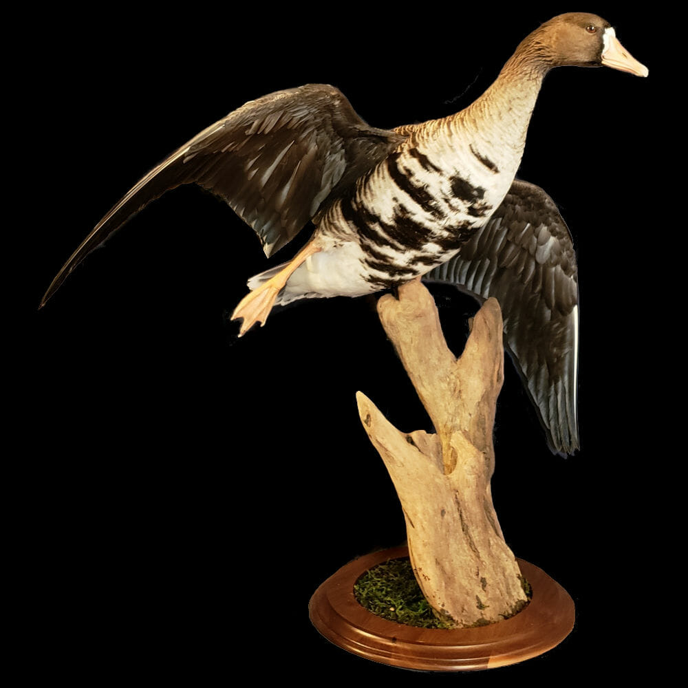 Goose Taxidermy Texas | Goose Mounts | Texas Goose Taxidermist | Texas Waterfowl Taxidermy | Texas Goose Mount Taxidermy
