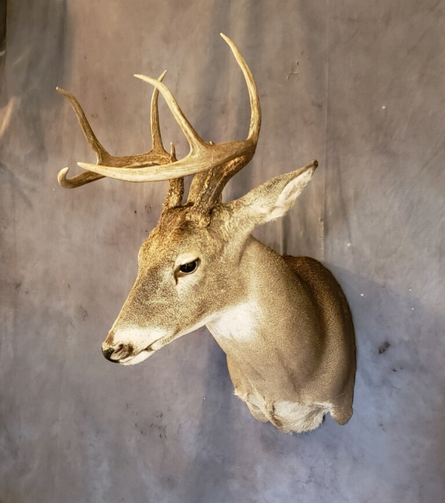 Whitetail Shoulder Mount | Trophy Whitetail Buck Mount | Deer Taxidermy