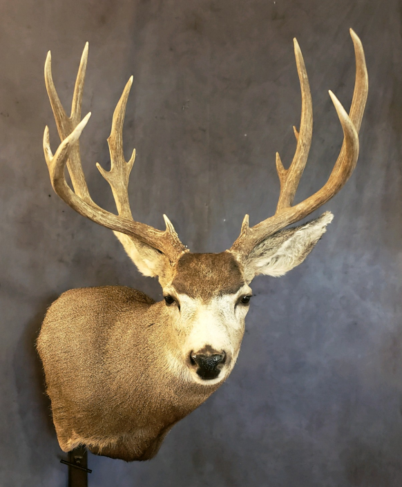 Mule Deer Shoulder Mount | Mule Deer Taxidermy | Texas Taxidermy Studio