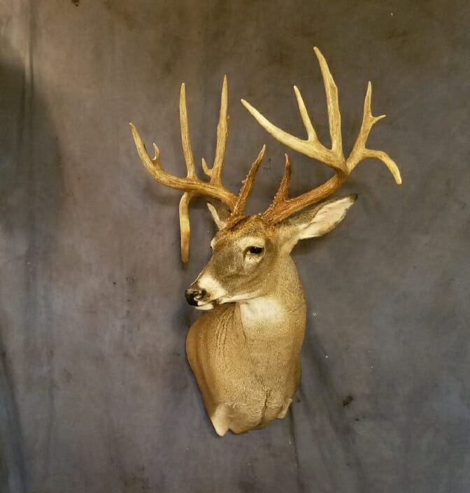 whitetail-shoulder-mount-trophy-whitetail-buck-mount-deer-taxidermy