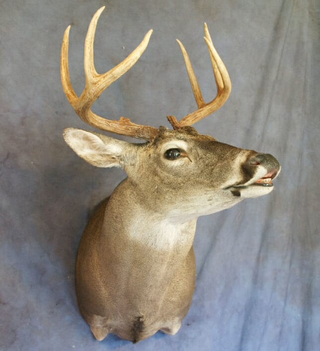 Whitetail Deer Shoulder Mount | Shoulder Mount Taxidermy | South Texas Big Game Taxidermy