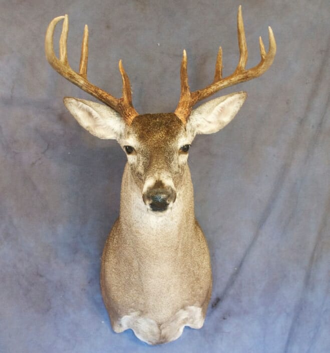 Whitetail Deer Shoulder Mount | Shoulder Mount Taxidermy | South Texas Big Game Taxidermy
