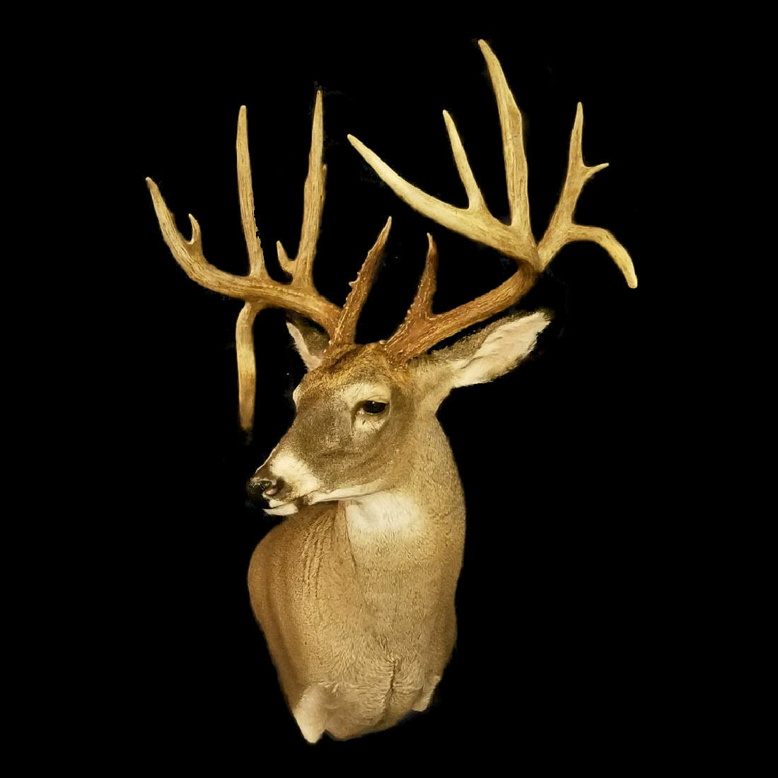 McKenzie's Deer Position (forms) Poster | Deer mounts, Deer mount ideas, Deer  heads mount