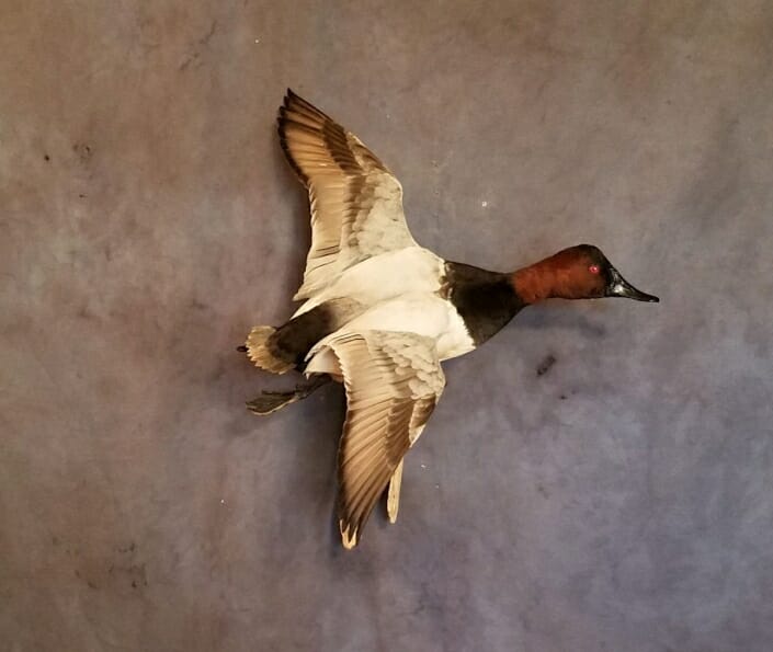 Flying Canvasback Mount | Drake Canvasback Duck Mounts