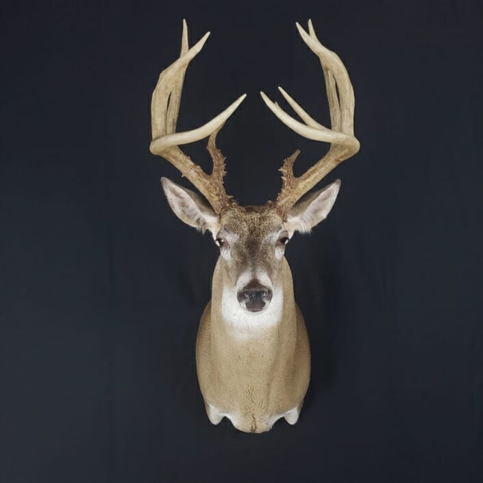 Whitetail Deer Shoulder Mount | Sierra Mesa Ranch Whitetails | Cypress Slough Taxidermy