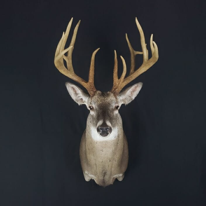 Whitetail Deer Shoulder Mount | Sierra Mesa Ranch Whitetails | Cypress Slough Taxidermy