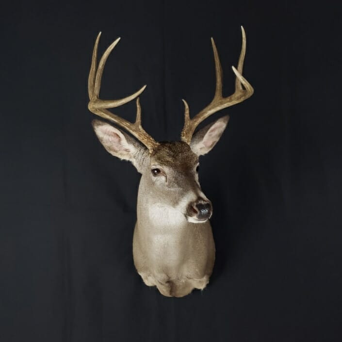 Whitetail Deer Shoulder Mount | Cypress Slough Taxidermy