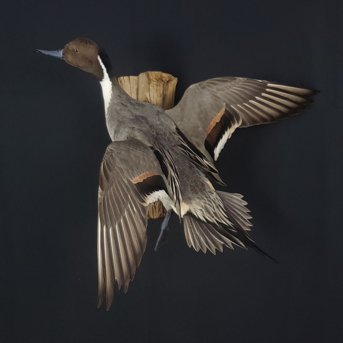 Flying Pintail Duck Mounts