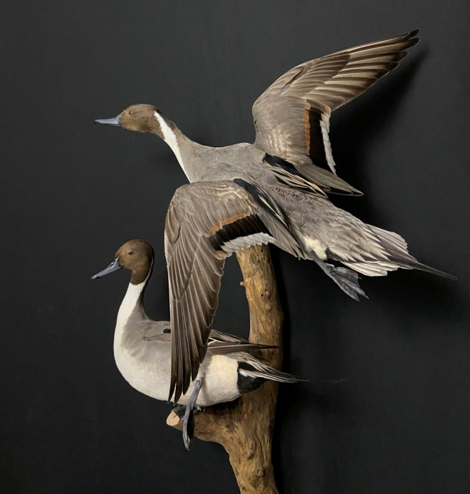 Drake Pintail Mount | Double Pintail Duck Mount