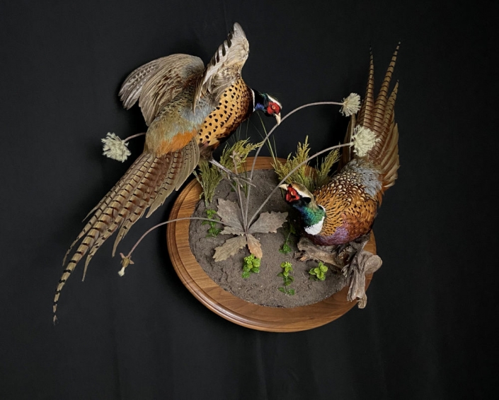 Fighting Ring-Necked Pheasant Mount | Cypress Slough Taxidermy