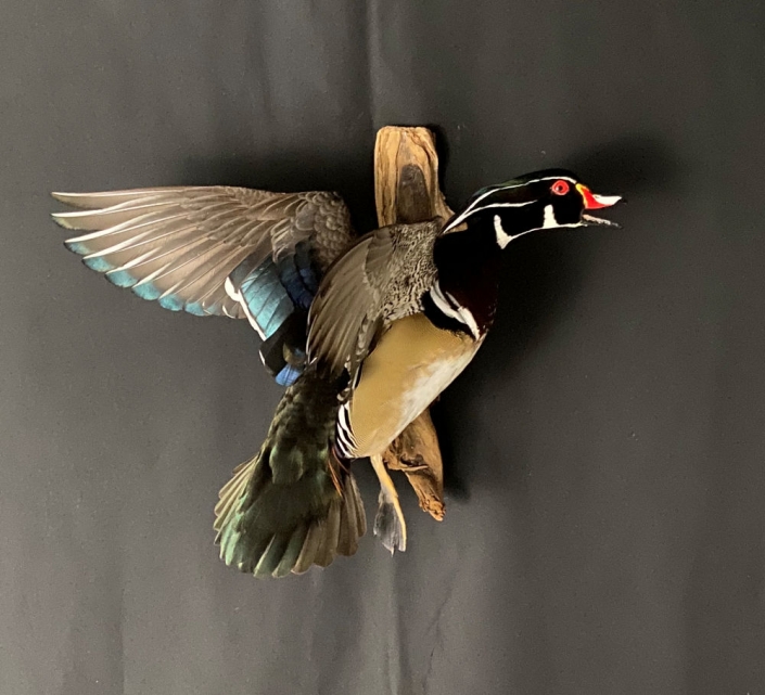 Woodduck Drake Mount | Flying Wood Duck Mount | Cypress Slough Taxidermy