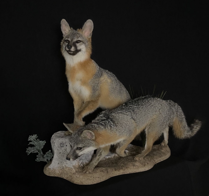 Lifesize Fox Mounts | Cypress Slough Taxidermy