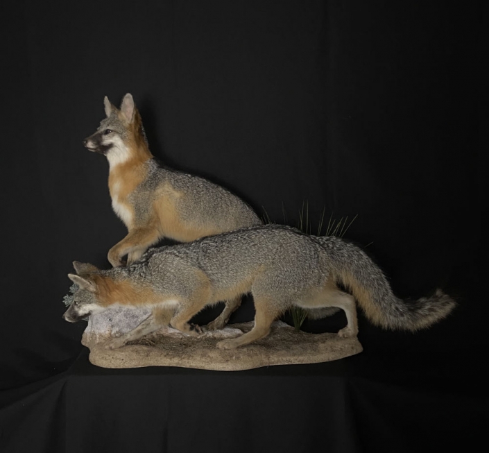 Lifesize Fox Mounts | Cypress Slough Taxidermy