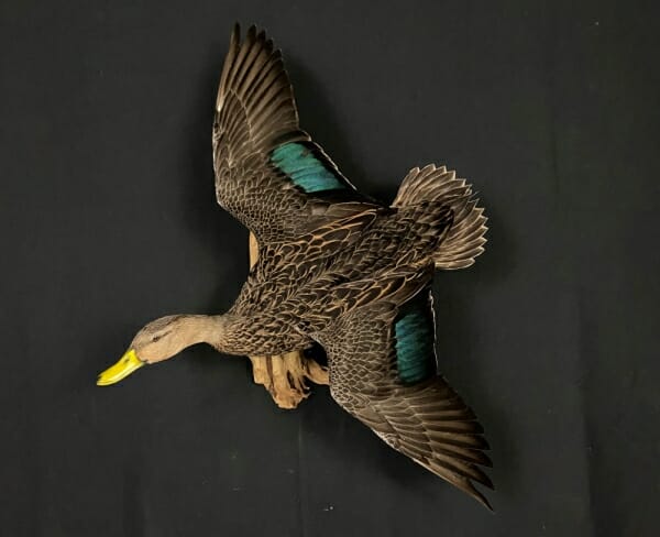 Mottled Duck Mounts, Drake & Hen Standing, Flying, Dead Mounts