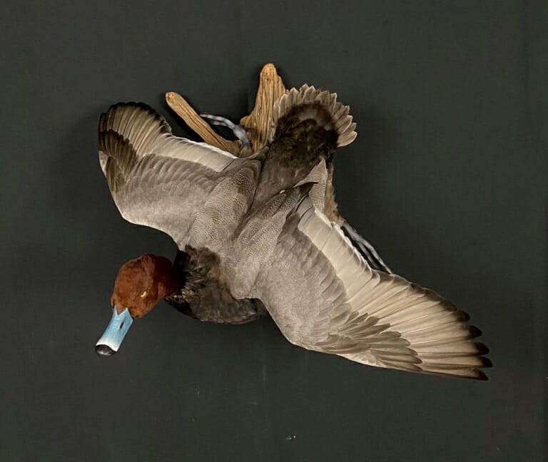 Redhead Duck Mounts, Drake, Hen Flying, Standing, Habitat Poses