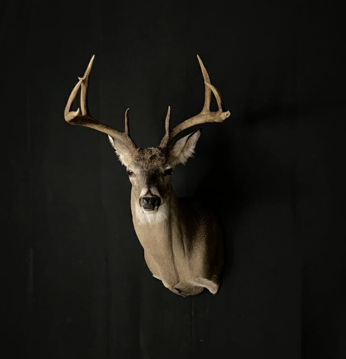 Texas Whitetail Deer Shoulder Mounts
