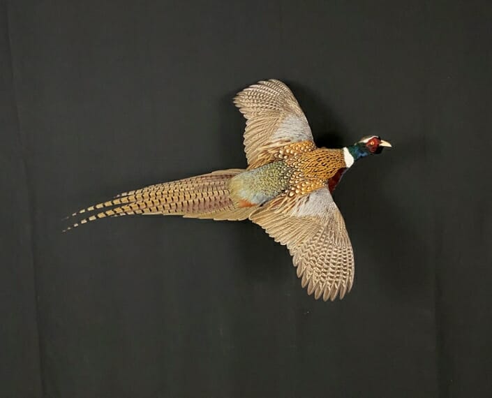 Texas Pheasant Taxidermy | Upland Game Bird Mounts | Pheasant Mounts