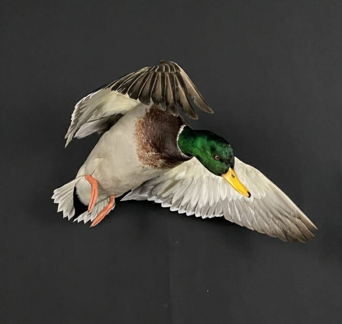 Mallard Drake Flying Mount | Duck Mounts