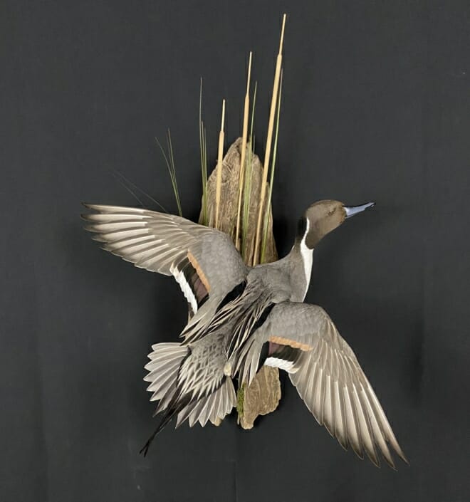 Flying Pintail Drake Mount | Duck Taxidermy In Texas