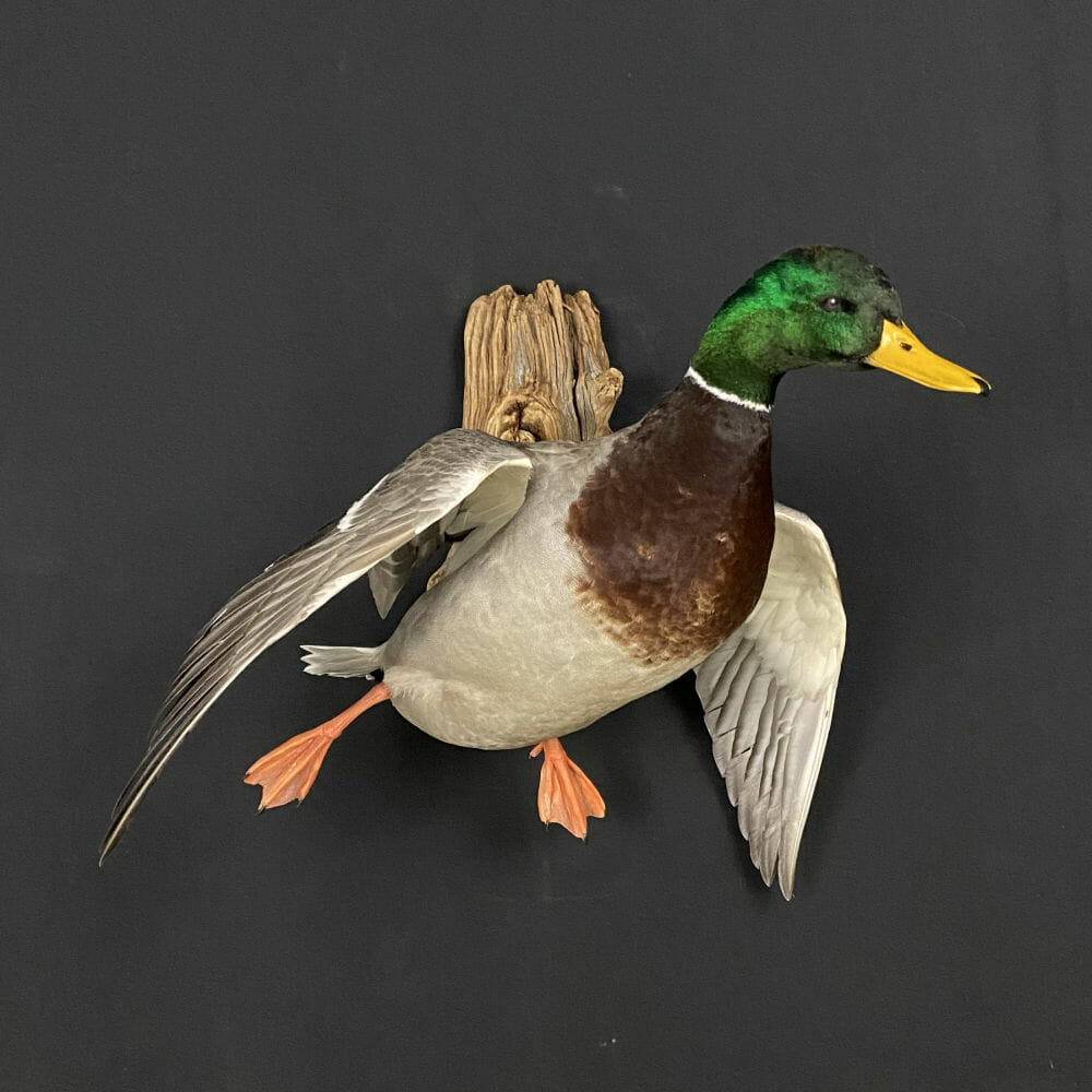mallard duck mount ideas