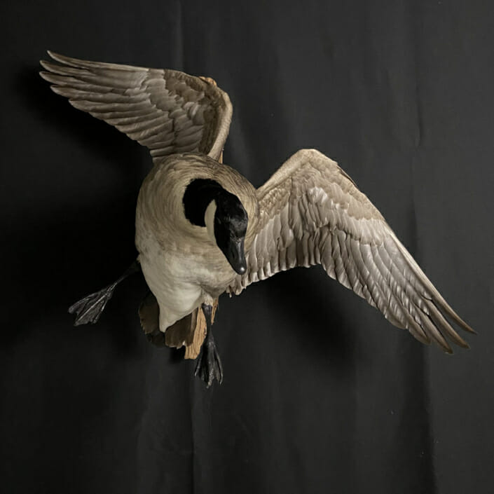 Cupped Up Canada Goose Mount | Cypress Slough Taxidermy