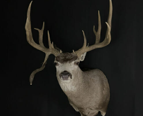 Droptine Mule Deer Buck Shoulder Mounts | Cypress Slough Taxidermy