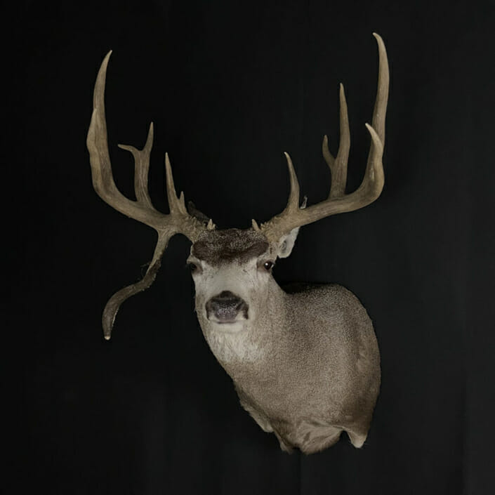 Droptine Mule Deer Buck Shoulder Mounts | Cypress Slough Taxidermy