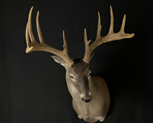 Whitetail Deer Shoulder Mount | Cypress Slough Taxidermy