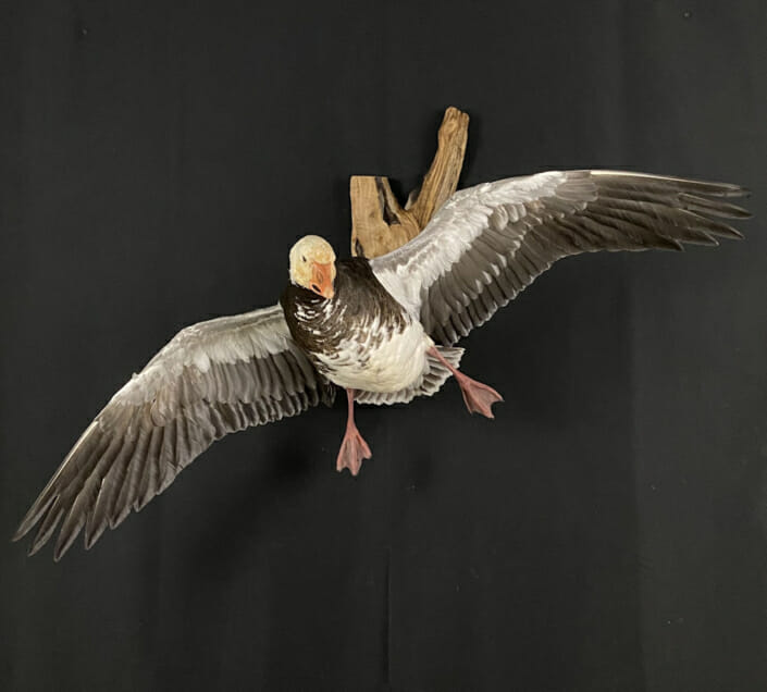 Flying Snow Goose Mounts | CS Taxidermy