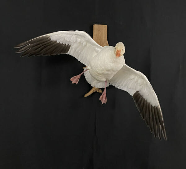 Snow Goose Mounts | Blue Goose Mounts | Texas Waterfowl Taxidermy