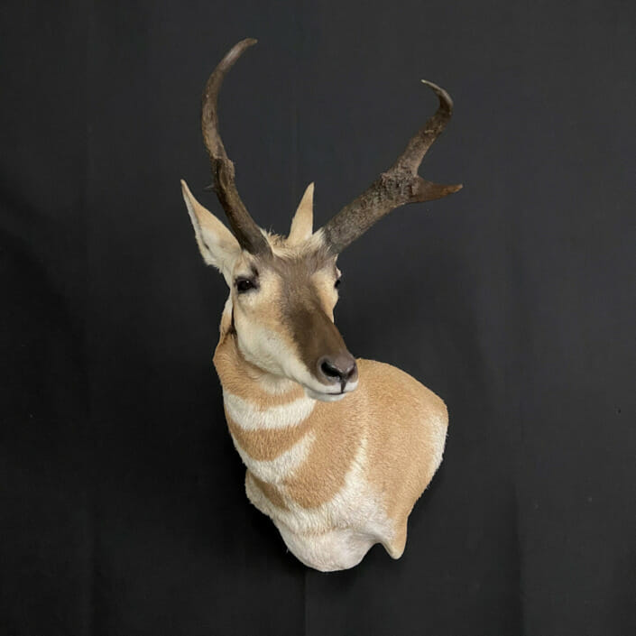 Pronghorn Taxidermy | Antelope Buck Mount