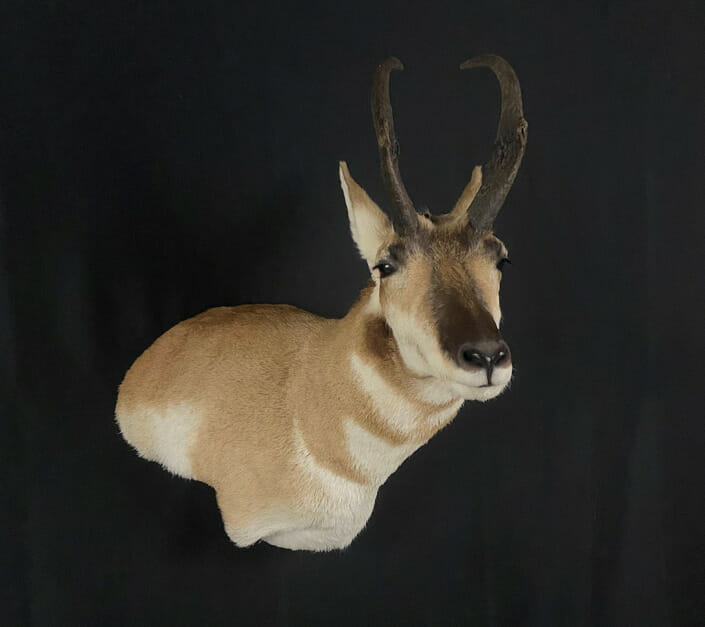 What position/pose would you mount this deer | Arkansas Hunting