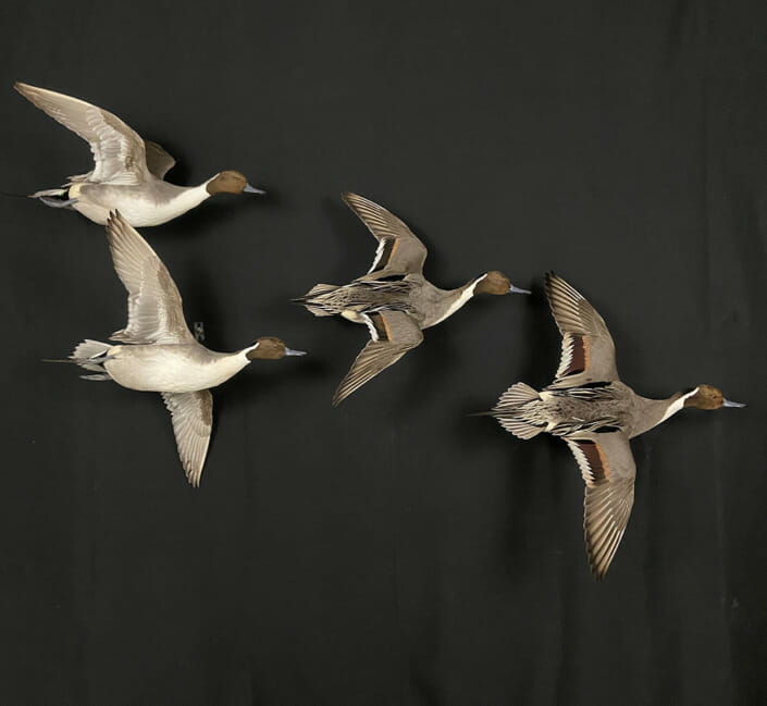 Pintail Drake Flying Duck Mounts
